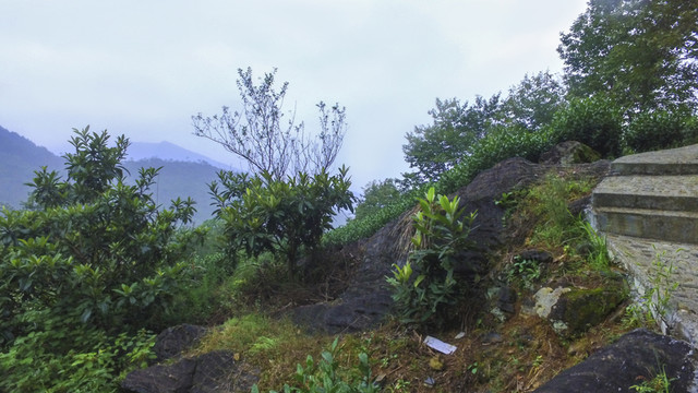 茶園風(fēng)光