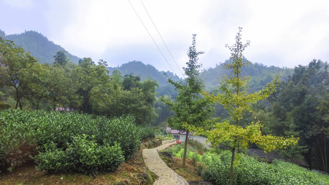 茶園風(fēng)光