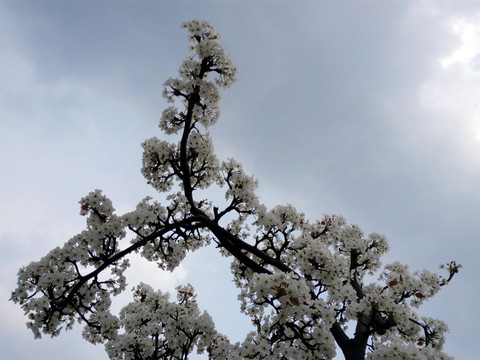 梨花