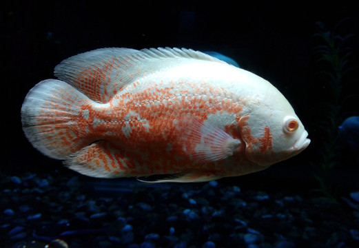 金魚