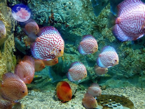 金魚