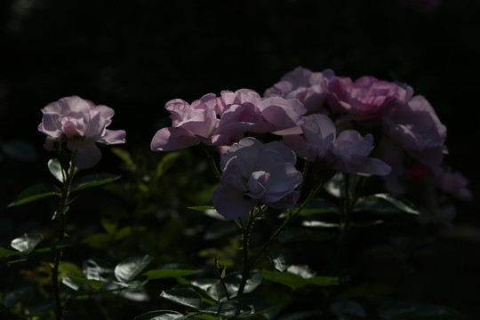 朦朧月季