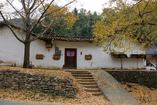 安陸 錢沖 銀杏谷 風(fēng)景