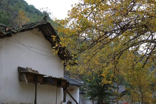 安陸 錢沖 銀杏谷 風(fēng)景
