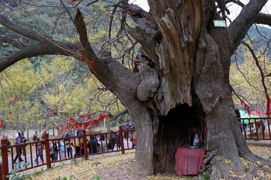 安陸 錢(qián)沖 銀杏谷 風(fēng)景