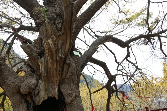 安陸 錢(qián)沖 銀杏谷 風(fēng)景