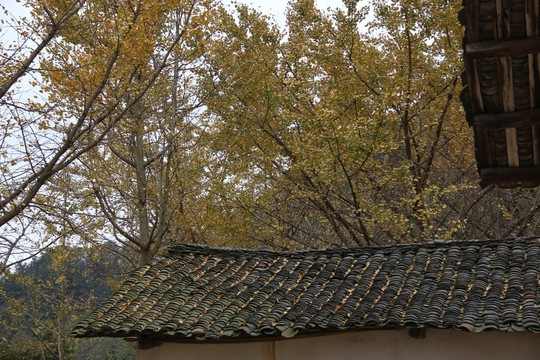 安陸 錢(qián)沖 銀杏谷 風(fēng)景