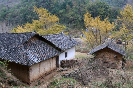 安陸 錢沖 銀杏谷 風(fēng)景