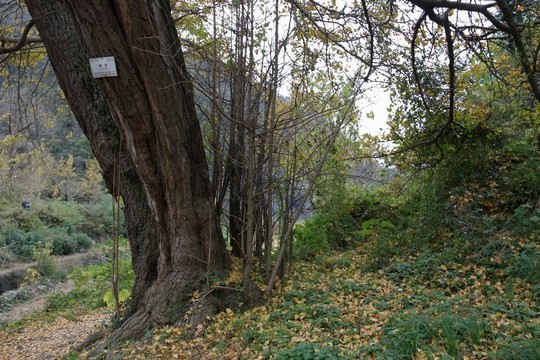 安陸 錢(qián)沖 銀杏谷風(fēng)景