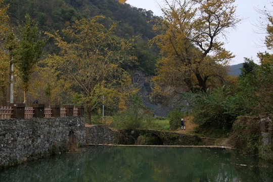 安陸 錢(qián)沖 銀杏谷風(fēng)景