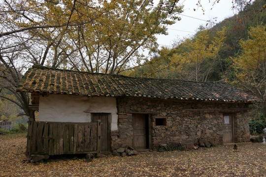 安陸錢(qián)沖銀杏谷風(fēng)景