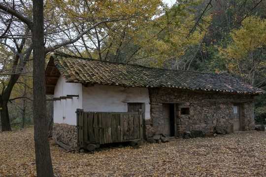 安陸錢(qián)沖銀杏谷風(fēng)景