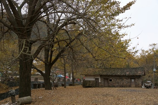 安陸錢沖銀杏谷風(fēng)景