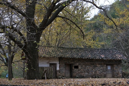 安陸錢(qián)沖銀杏谷風(fēng)景