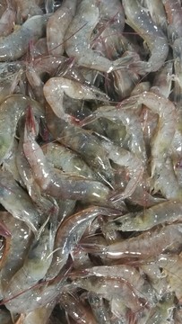 鮮蝦