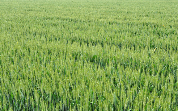 冬小麥