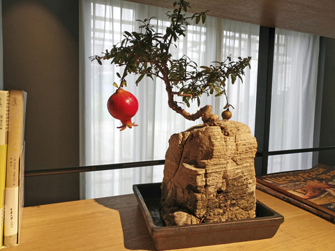 辦公盆栽石榴