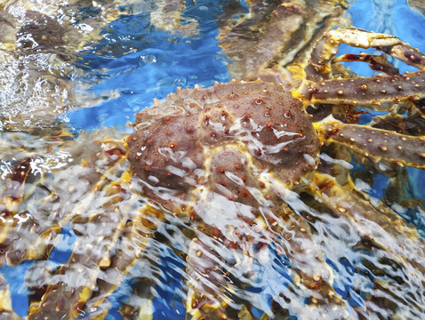 海鮮帝王蟹