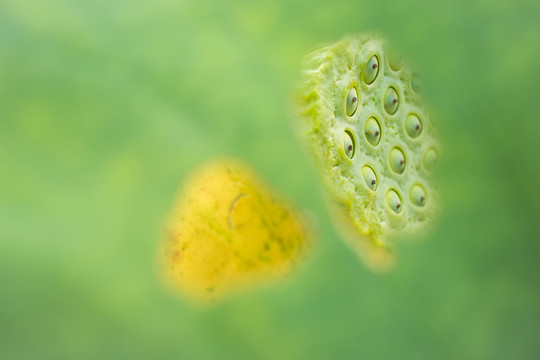 殘荷
