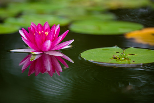 蓮花