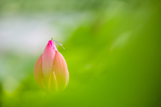 荷花與豆娘