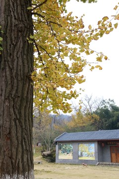 隨州銀杏谷