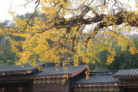 隨州銀杏谷