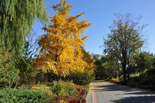 秋天的公園