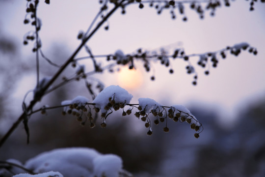 雪 白雪 大雪 雪壓枝葉
