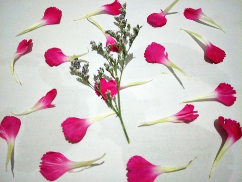 花瓣