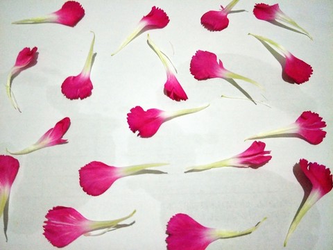 花瓣