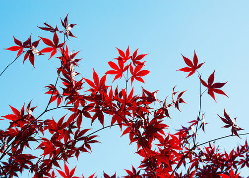 紅葉