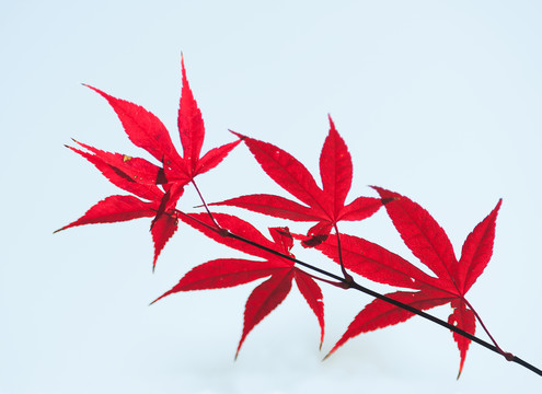 紅葉