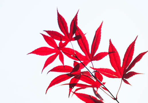紅葉