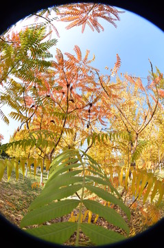 黃葉和紅葉
