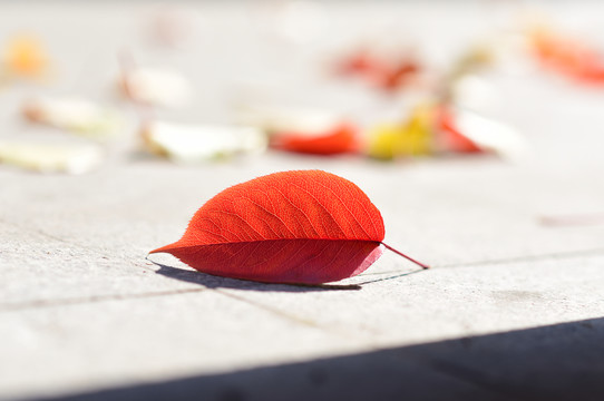 紅色落葉