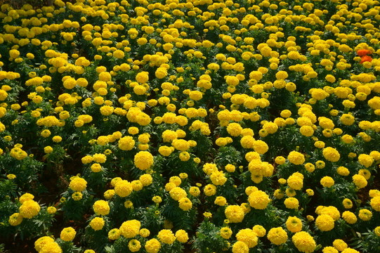 花卉