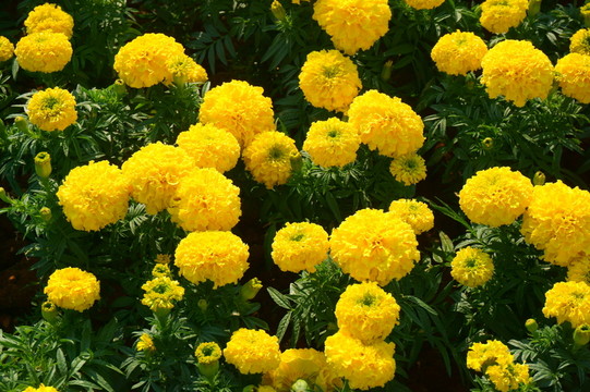花卉
