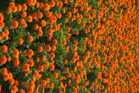 花卉