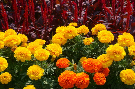 花卉