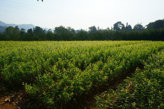 苗木基地