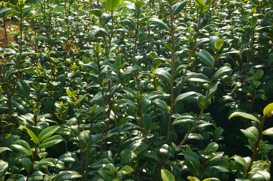 茶花樹苗