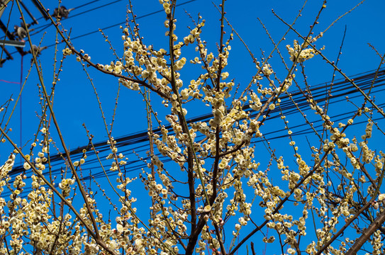 臘梅花開