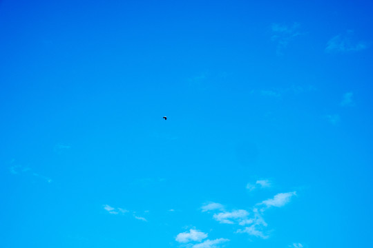 藍(lán)天上的飛鳥