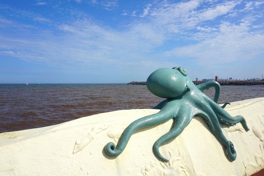 濟(jì)州島的八爪魚