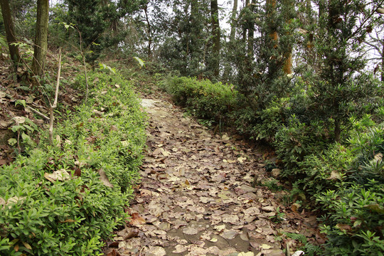 山間小路