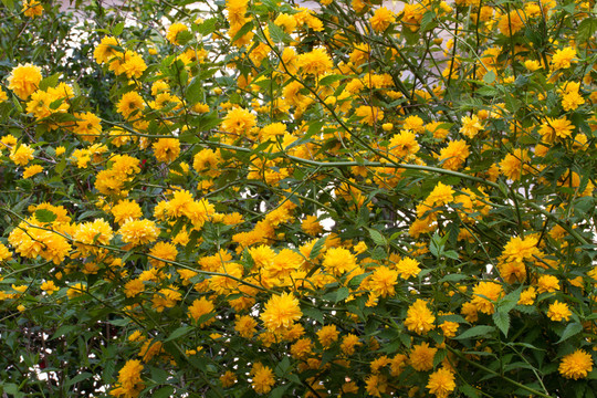 毛茛花（kerria japonica）
