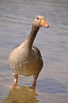 鵝