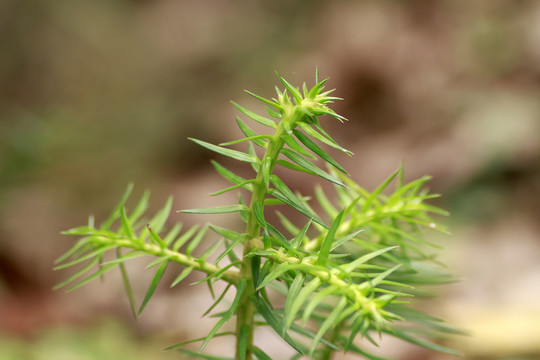 樹(shù)葉