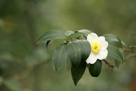 茶花